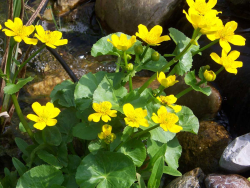 Schwimmteich - Filterpflanzen Sortiment